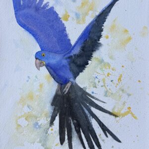 hyacinth macaw