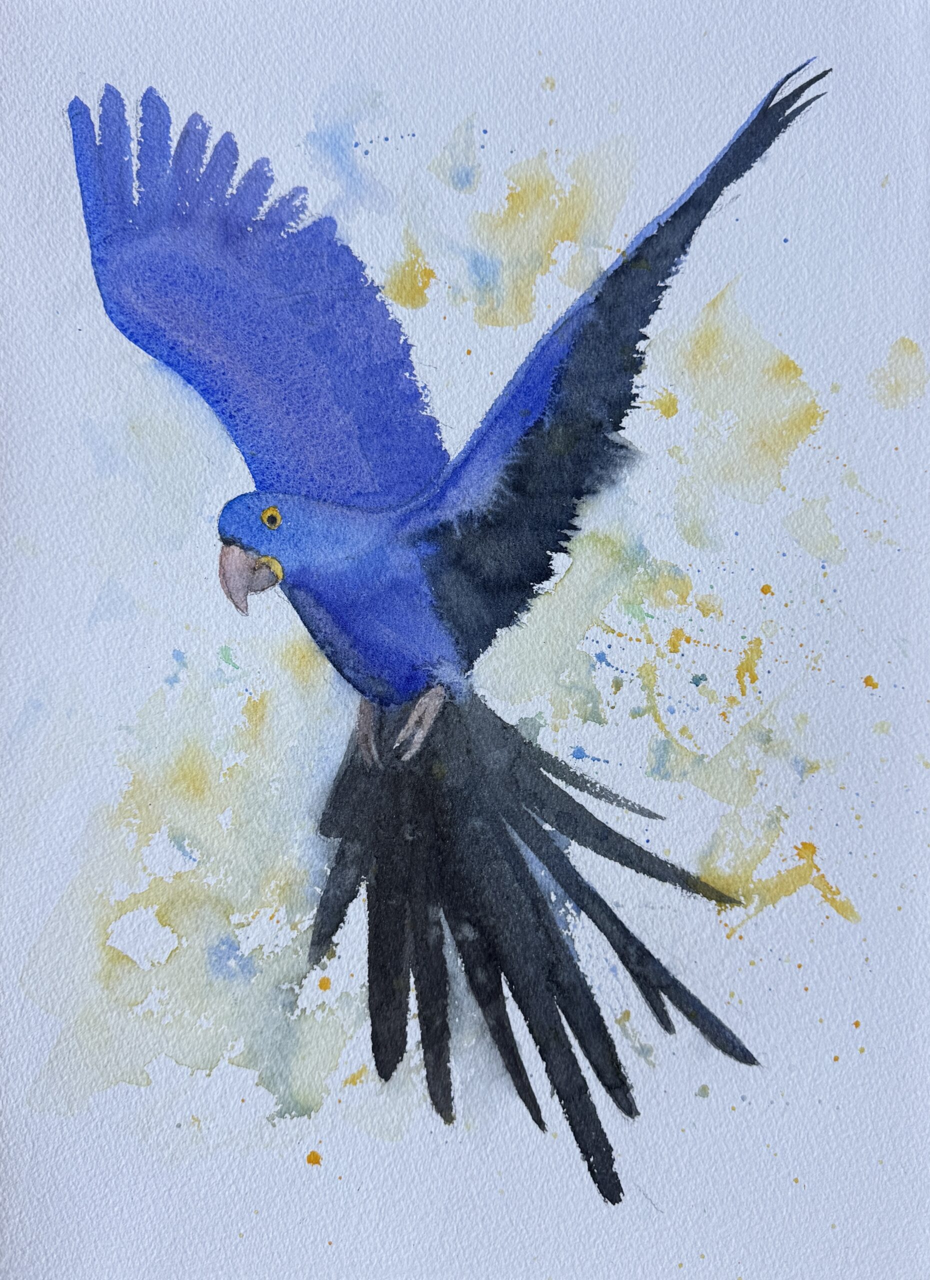 hyacinth macaw hyacinth macaw