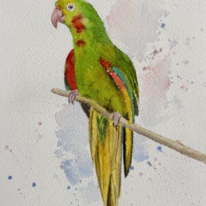 red spectacled amazon
