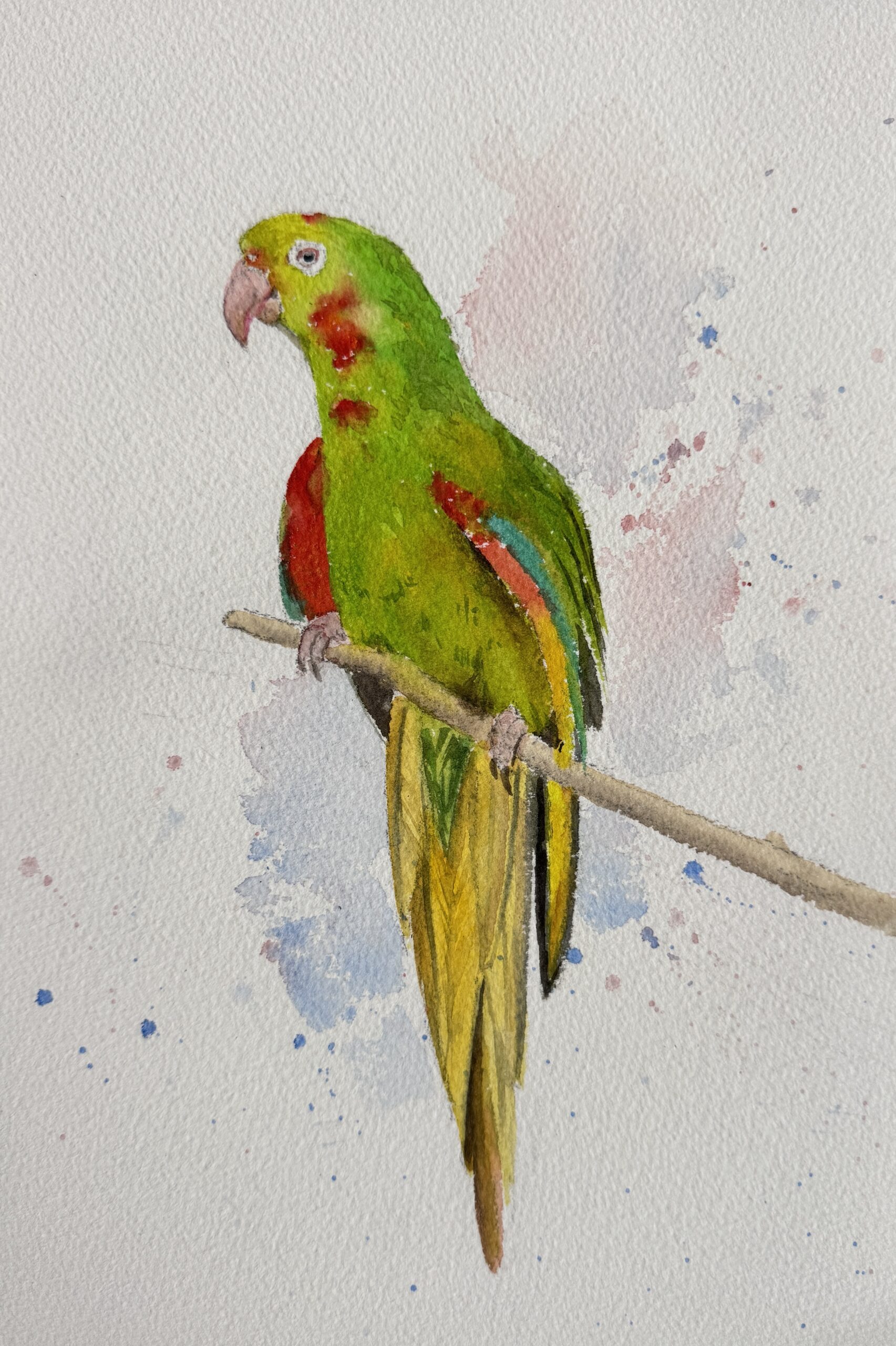 red spectacled amazon red spectacled amazon