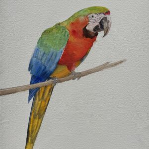 wild brazil red and blue macaw