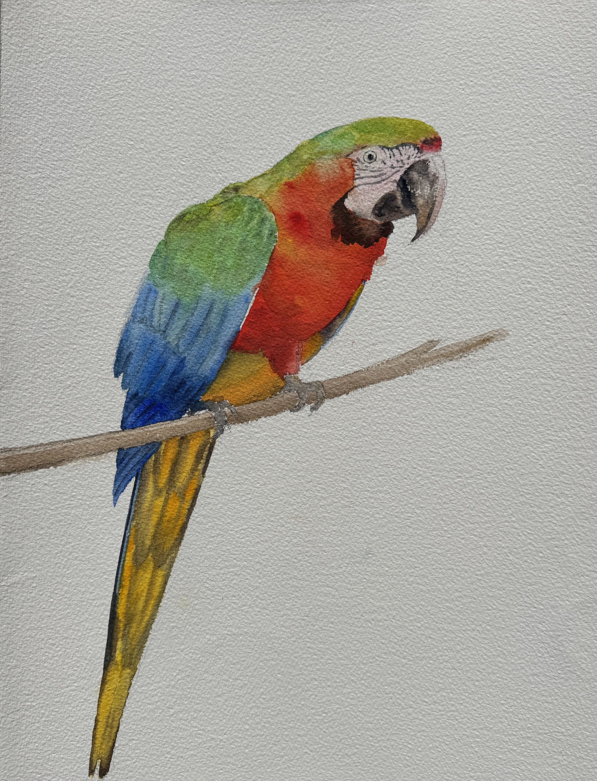 wild brazil red and blue macaw wild brazil red and blue macaw