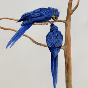 blu the hyacinth macaw