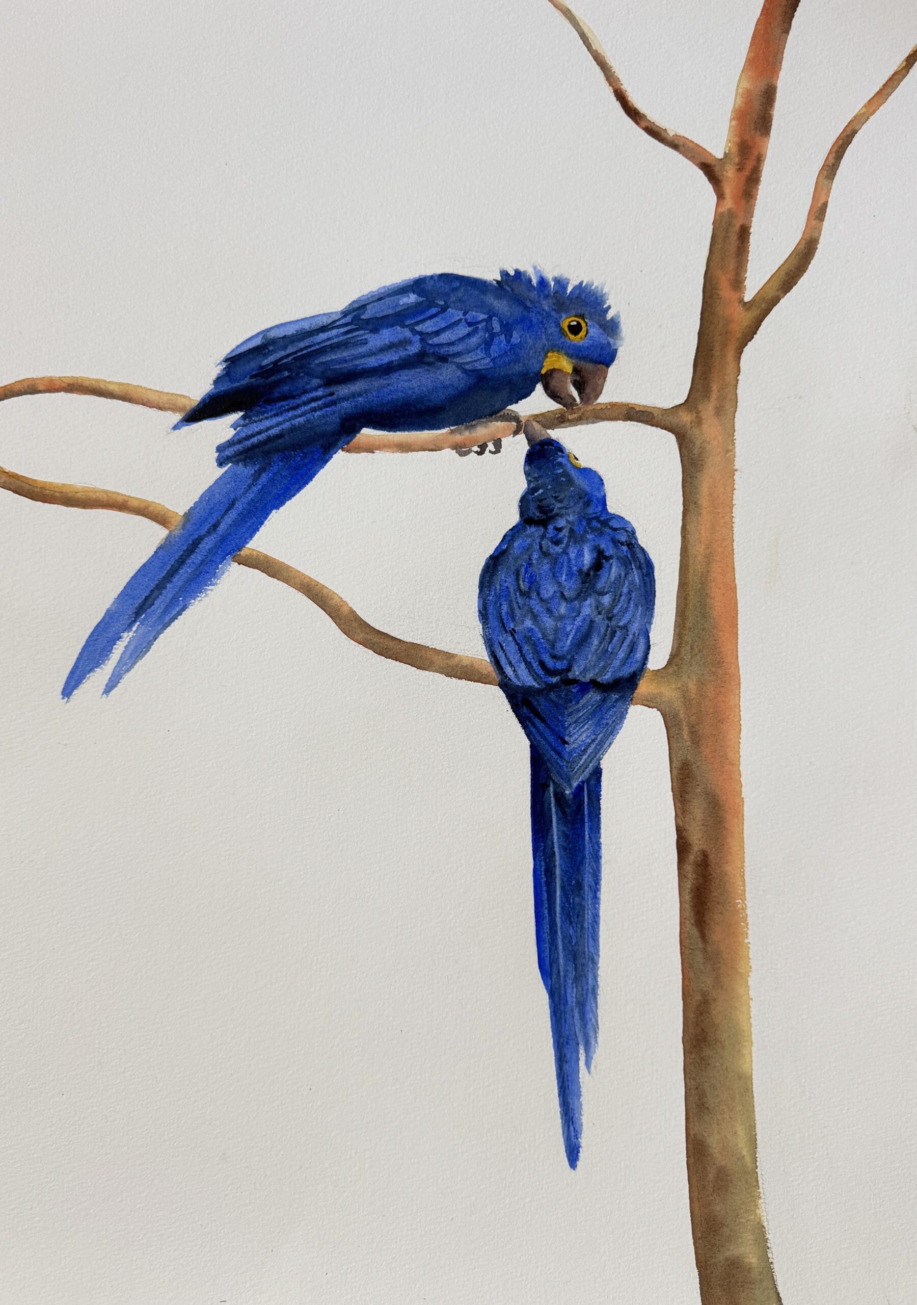 blu the hyacinth macaw blu the hyacinth macaw