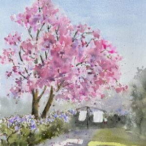 sydney spring cherry blossom
