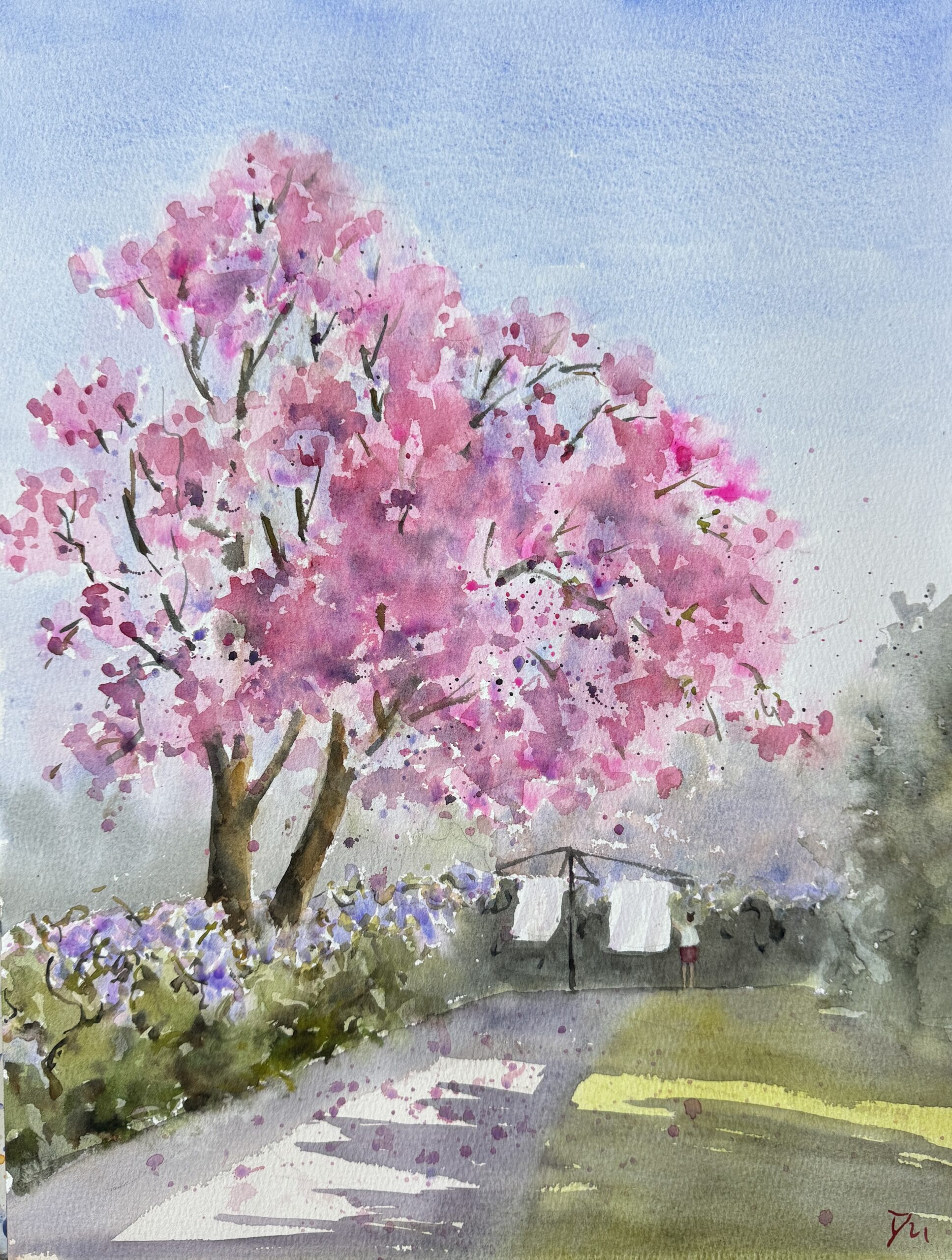 sydney spring cherry blossom sydney spring cherry blossom