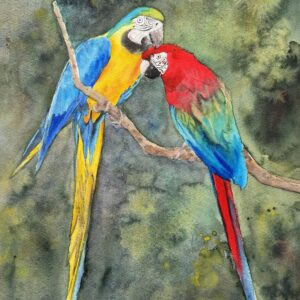 wild brazil love birds